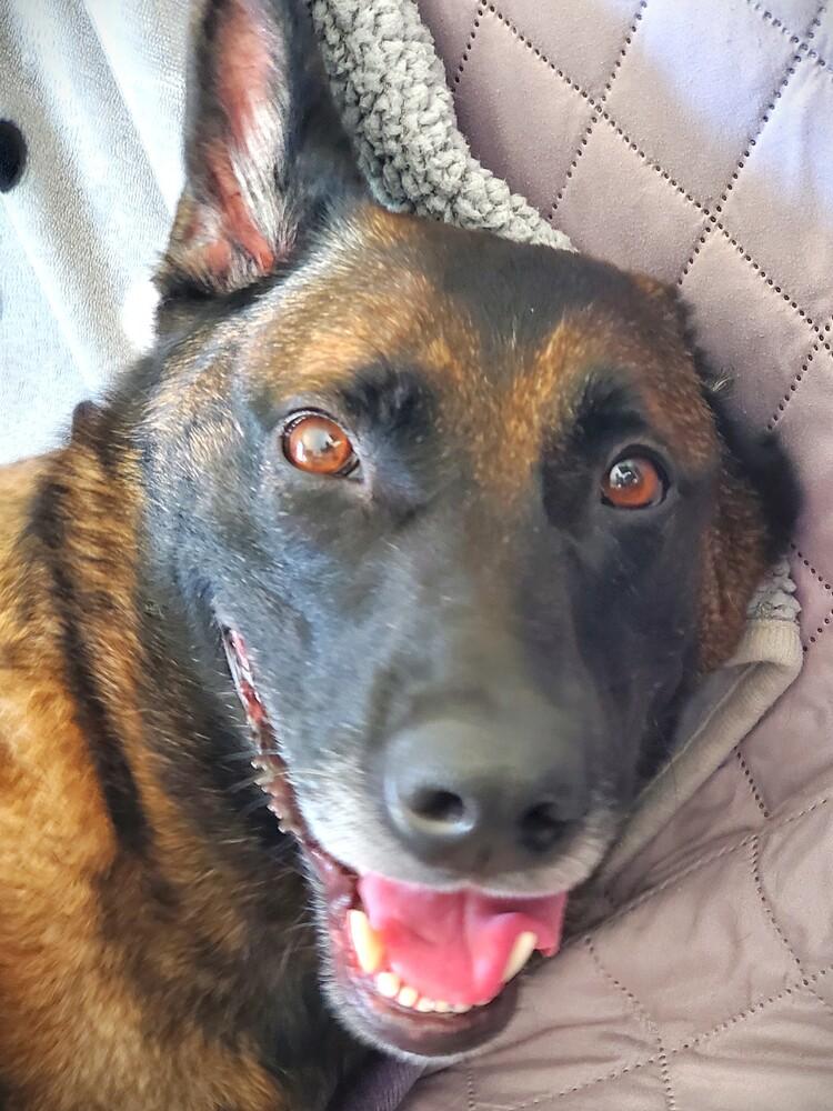 Enlarge Onyx - Located in CA, a Adoptable Belgian Shepherd / Malinois in Oakland, CA image 2/6