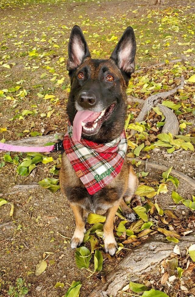 Enlarge Onyx - Located in CA, a Adoptable Belgian Shepherd / Malinois in Oakland, CA image 3/6