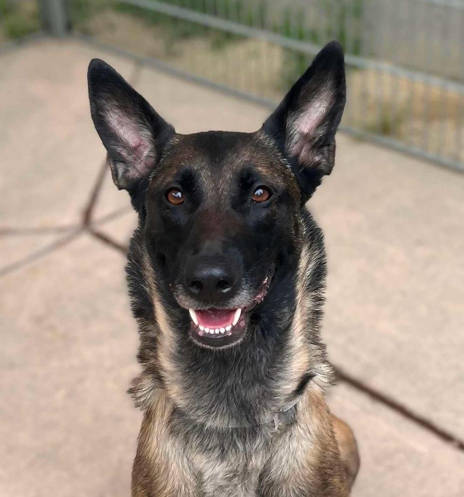 Onyx - Located in CA, a Adoptable Belgian Shepherd / Malinois in Imlay City, MI image 2/2