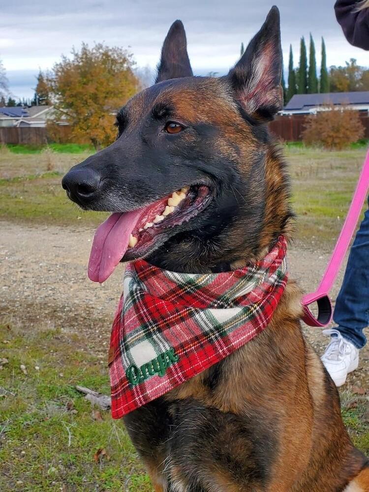 Enlarge Onyx - Located in CA, a Adoptable Belgian Shepherd / Malinois in Oakland, CA image 6/6
