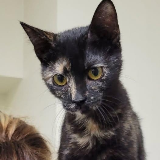 Pepper, adopted, Kitten Female Tortoiseshell.