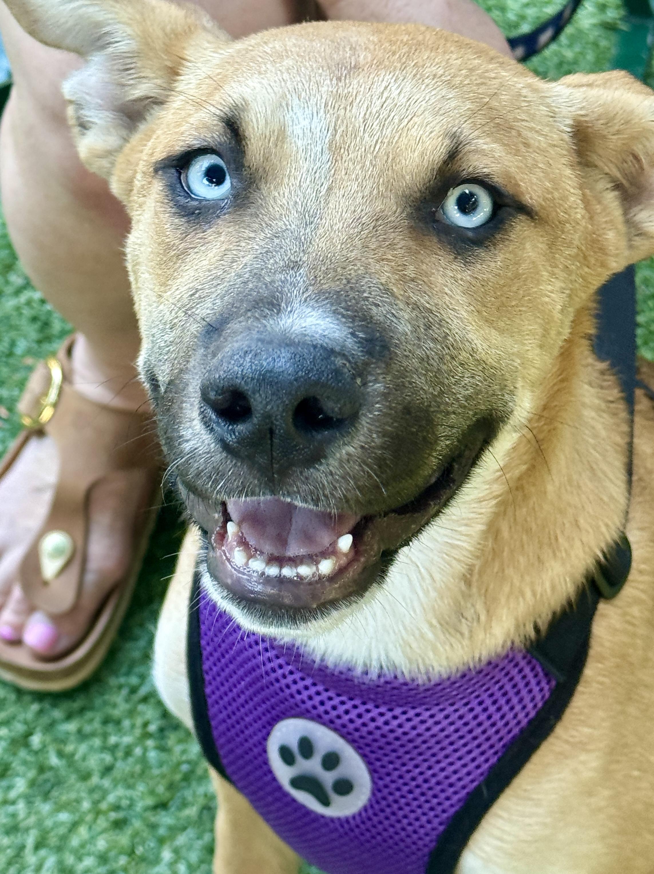 Enlarge Piper, a ADOPTABLE mixed breed in Concord, CA image 5/5