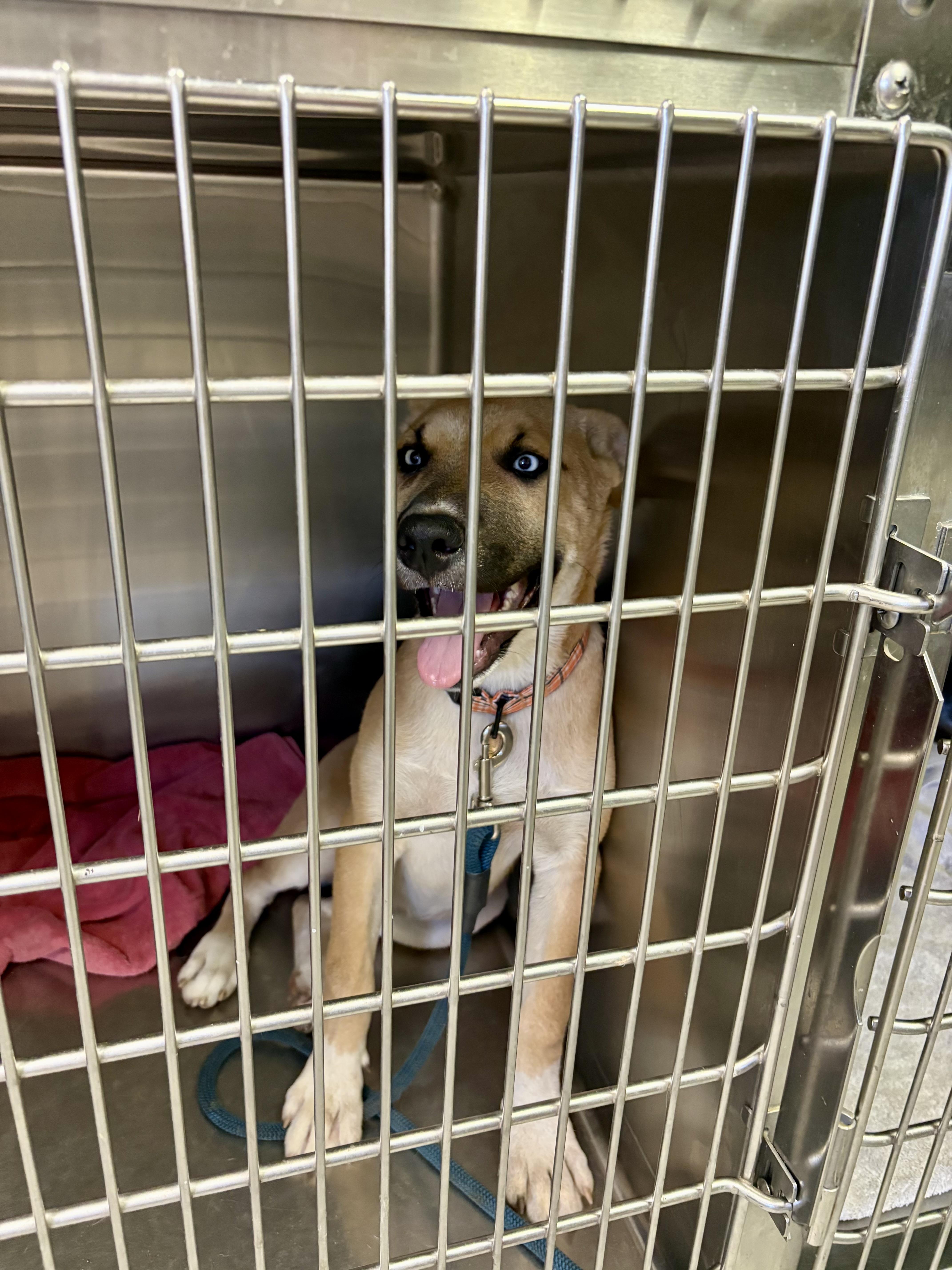 Enlarge Piper, a ADOPTABLE mixed breed in Concord, CA image 2/5