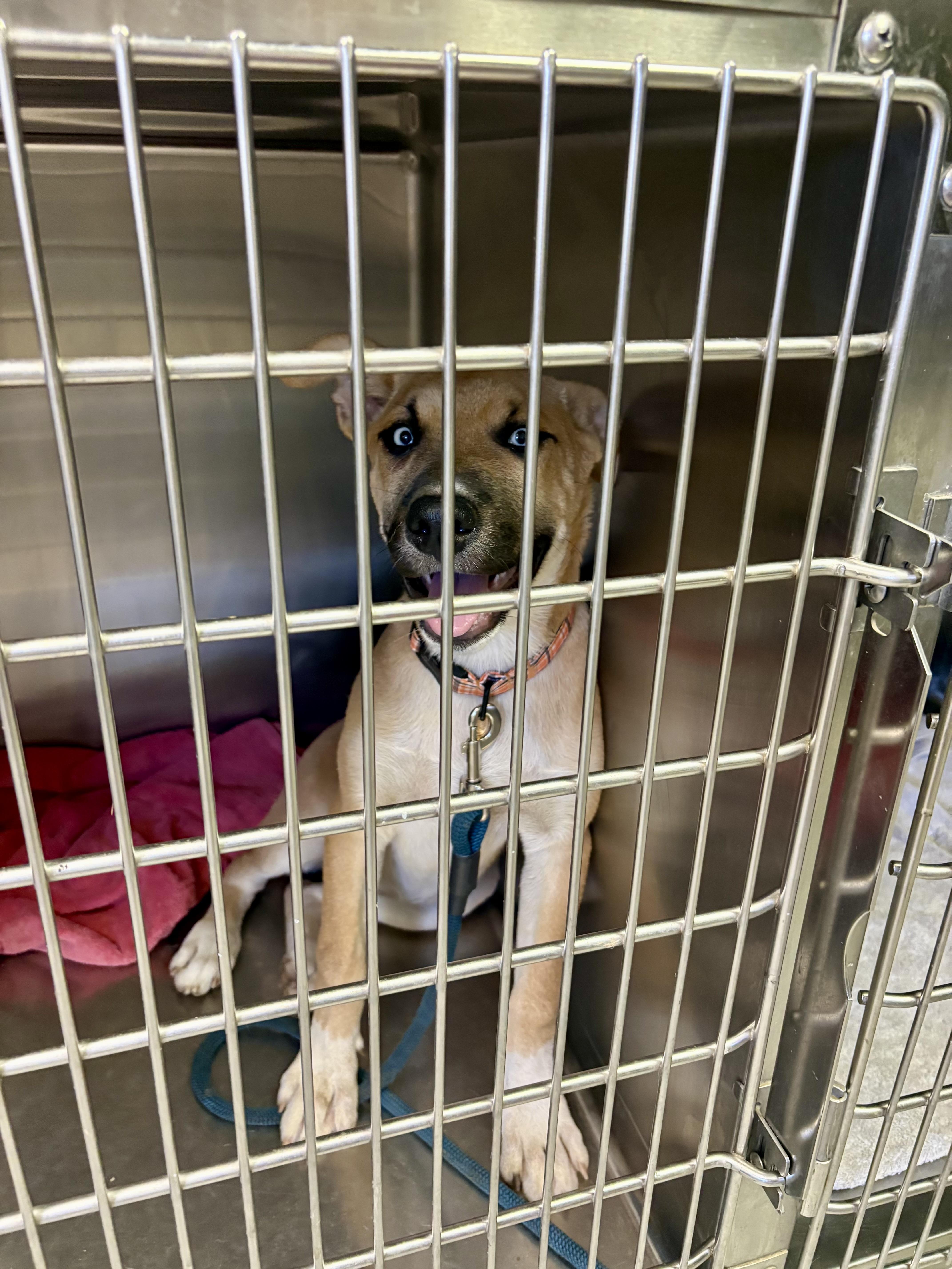 Enlarge Piper, a ADOPTABLE mixed breed in Concord, CA image 3/5