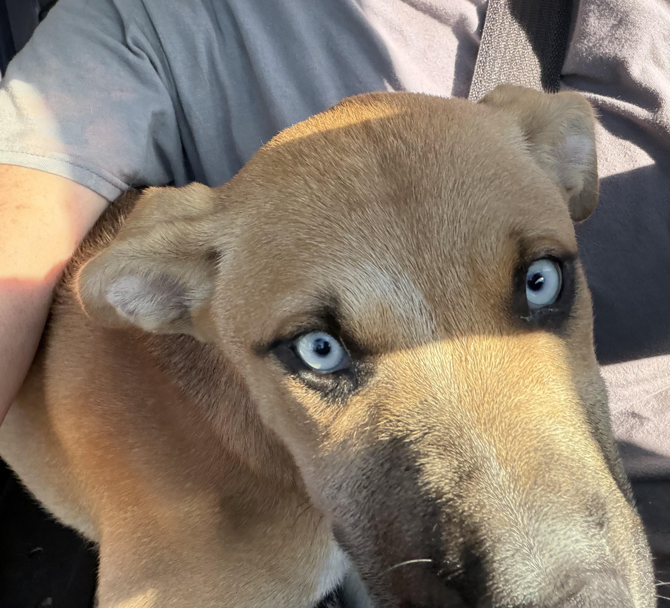 Enlarge Piper, a ADOPTABLE mixed breed in Concord, CA image 4/5