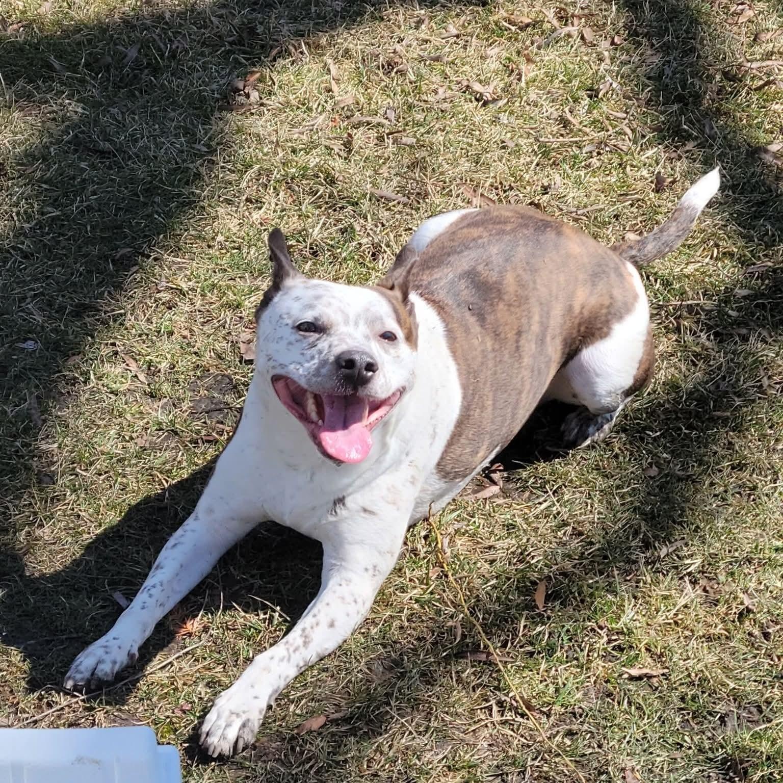 Owen Wilson, a ADOPTABLE mixed breed in East Peoria, IL image 1/6