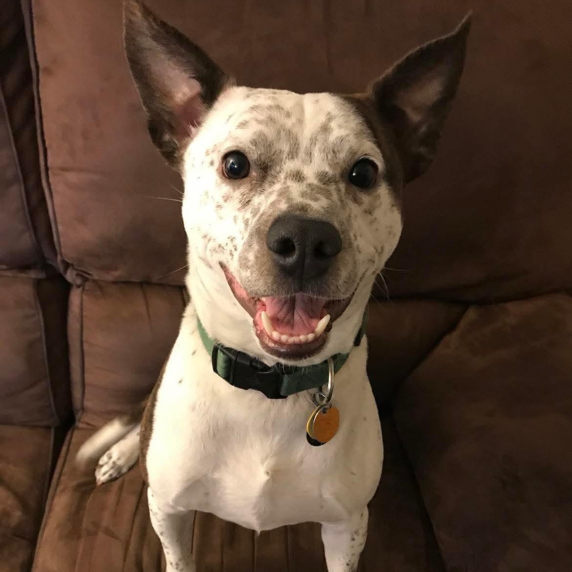 Owen Wilson, a ADOPTABLE mixed breed in East Peoria, IL image 4/6