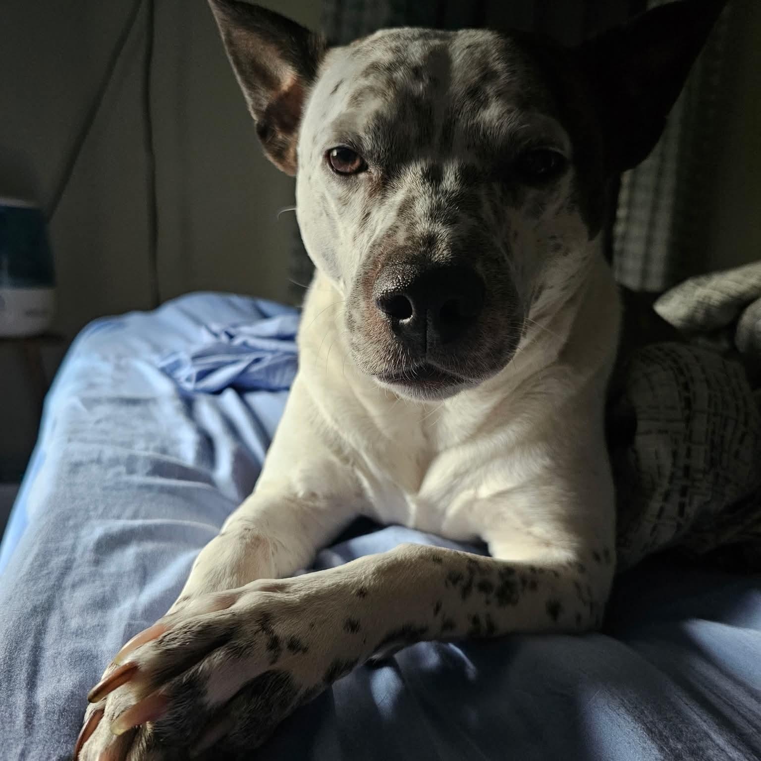 Owen Wilson, a ADOPTABLE mixed breed in East Peoria, IL image 3/6