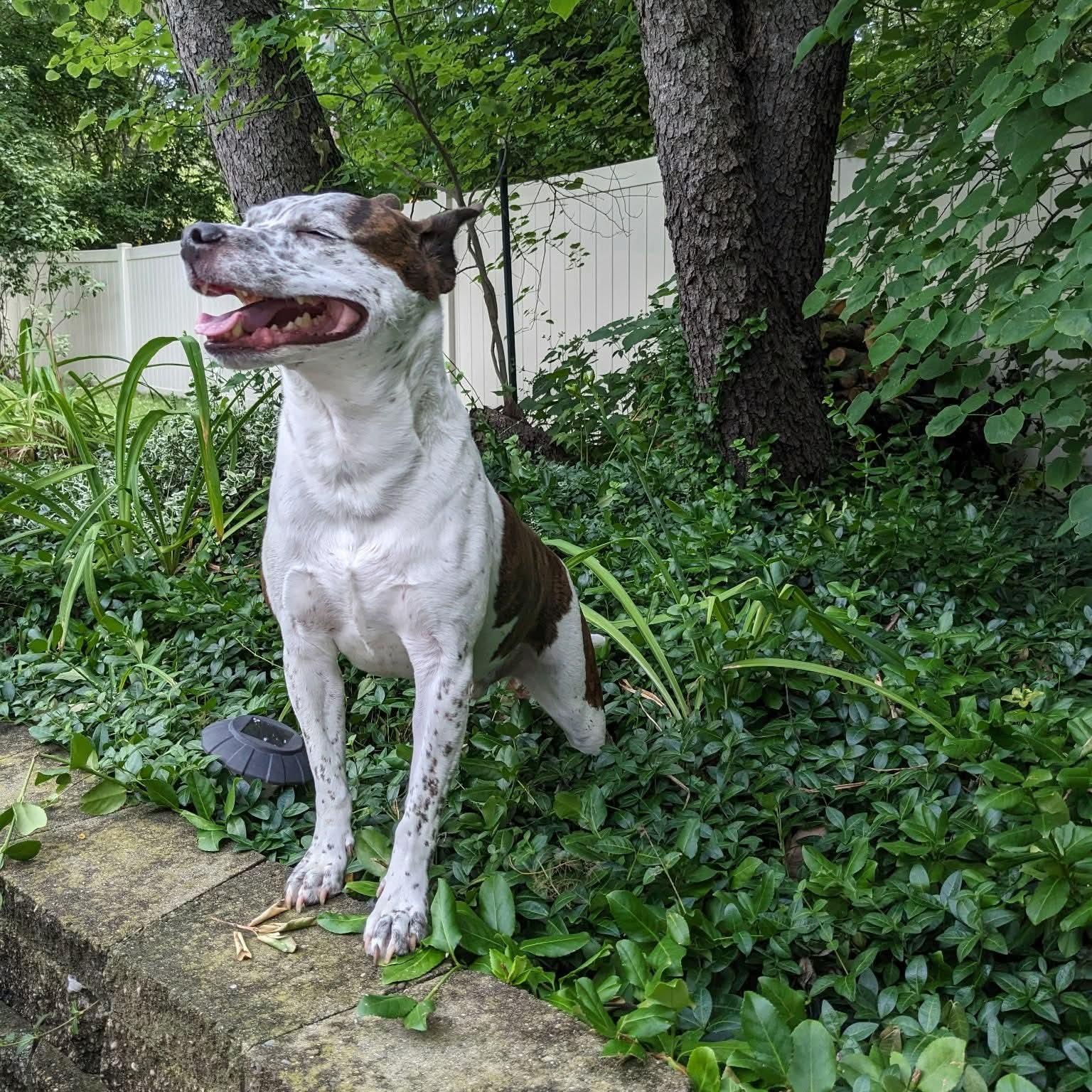 Owen Wilson, a ADOPTABLE mixed breed in East Peoria, IL image 5/6