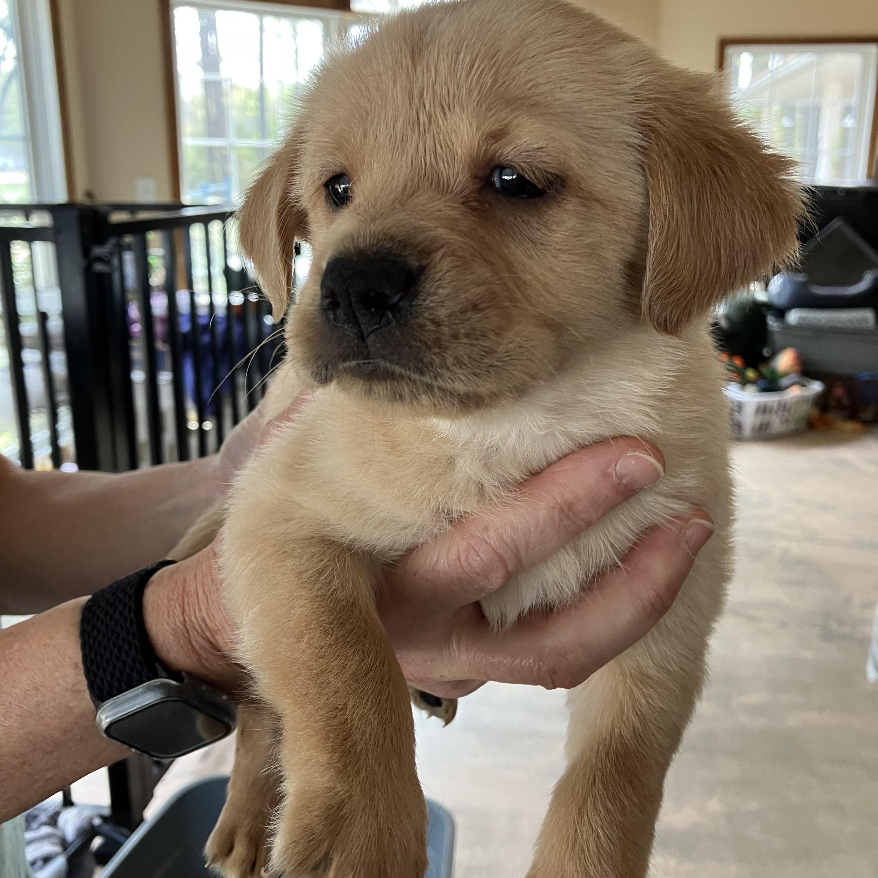 Prince, ADOPTABLE, Puppy Male Rat Terrier & Labrador Retriever.