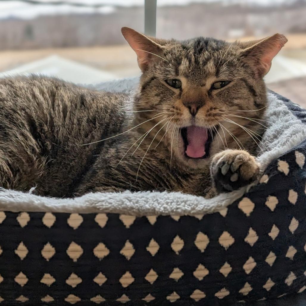 Geralt of Rivia, Adoptable, Adult Male Domestic Short Hair.