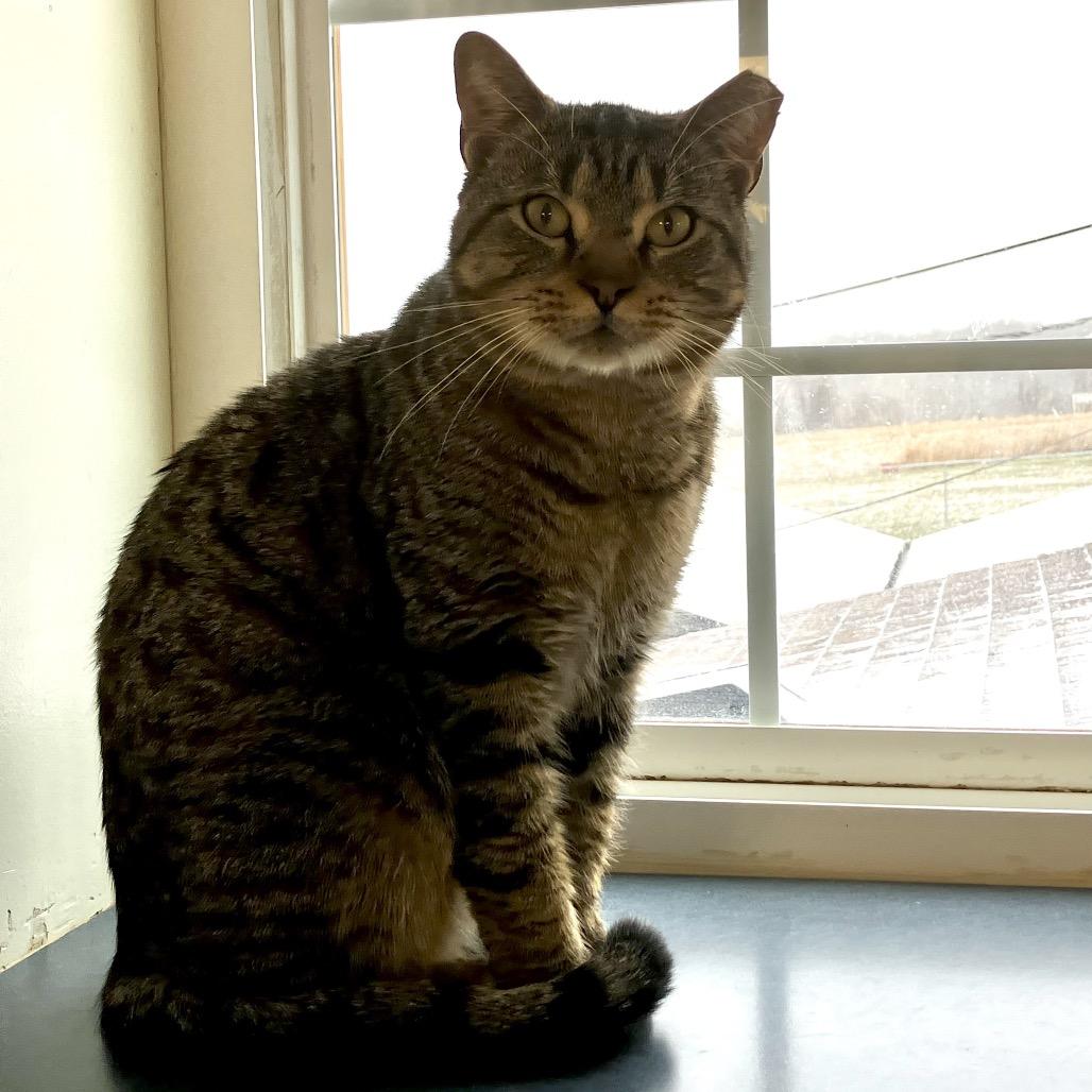 Enlarge Geralt of Rivia, a Adoptable Domestic Short Hair in Uniontown, PA image 1/1