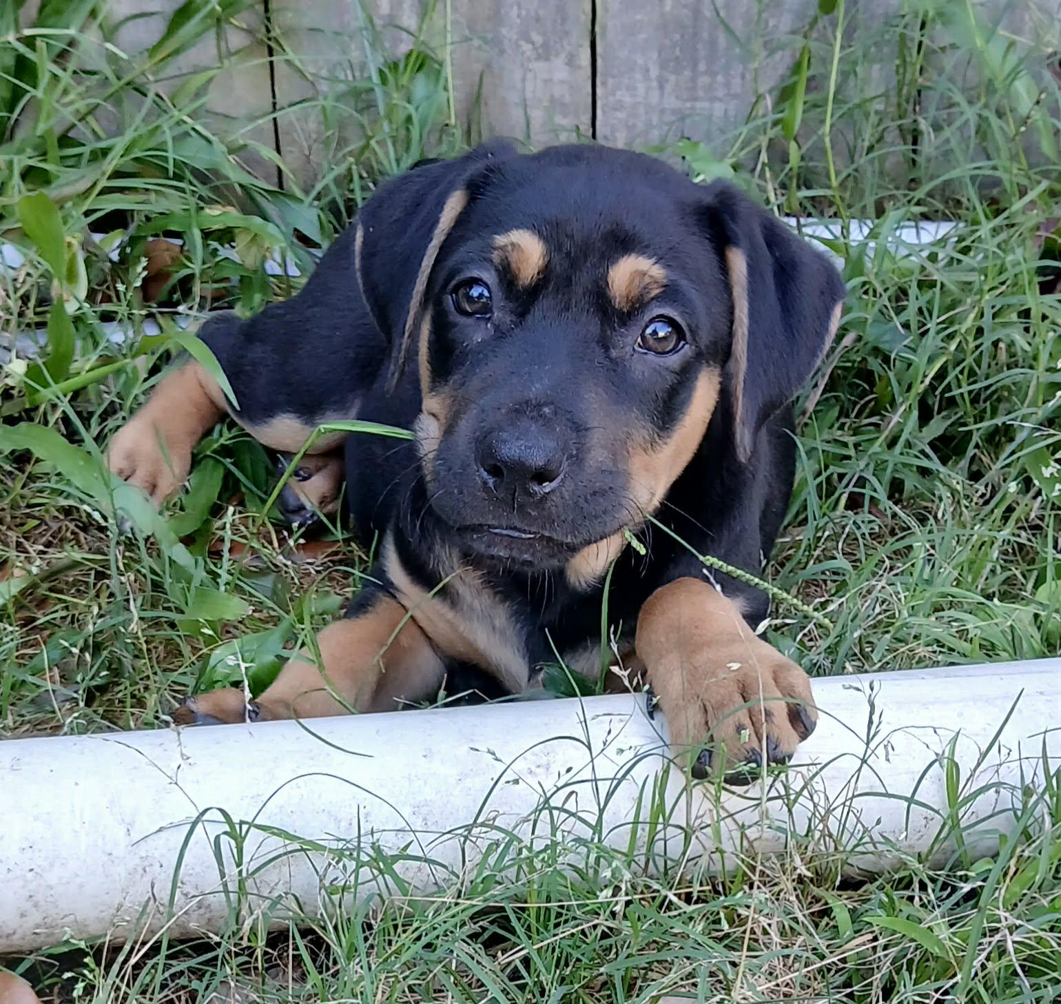 Melody, an adopted mixed breed in Ocean Springs, MS image 2/3