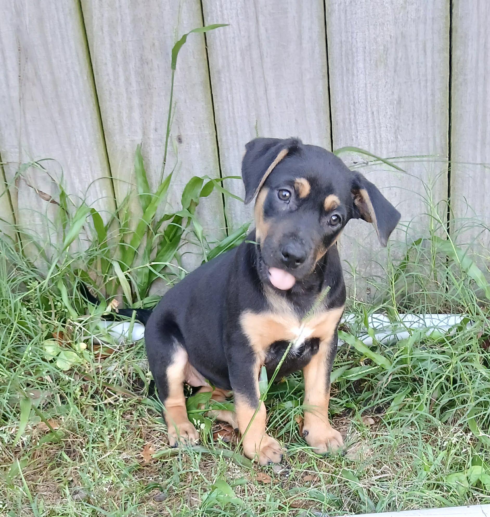 Melody, an adopted mixed breed in Ocean Springs, MS image 3/3