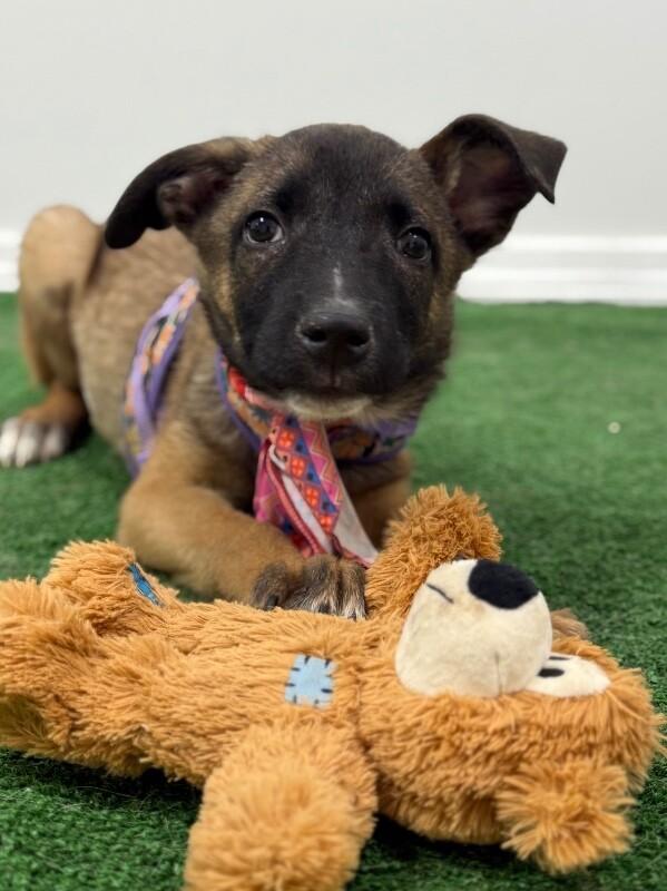 Ivy, Adoptable, Puppy Female Belgian Shepherd / Malinois & Labrador Retriever.