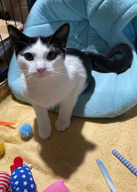 Peppermint Catty thumbnail 2