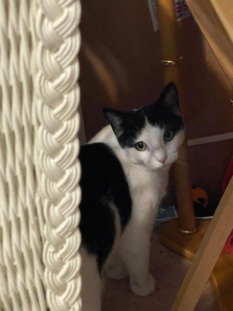 Peppermint Catty thumbnail 3