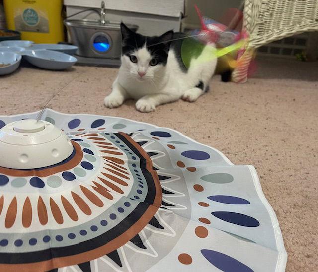 Peppermint Catty — thumbnail 3