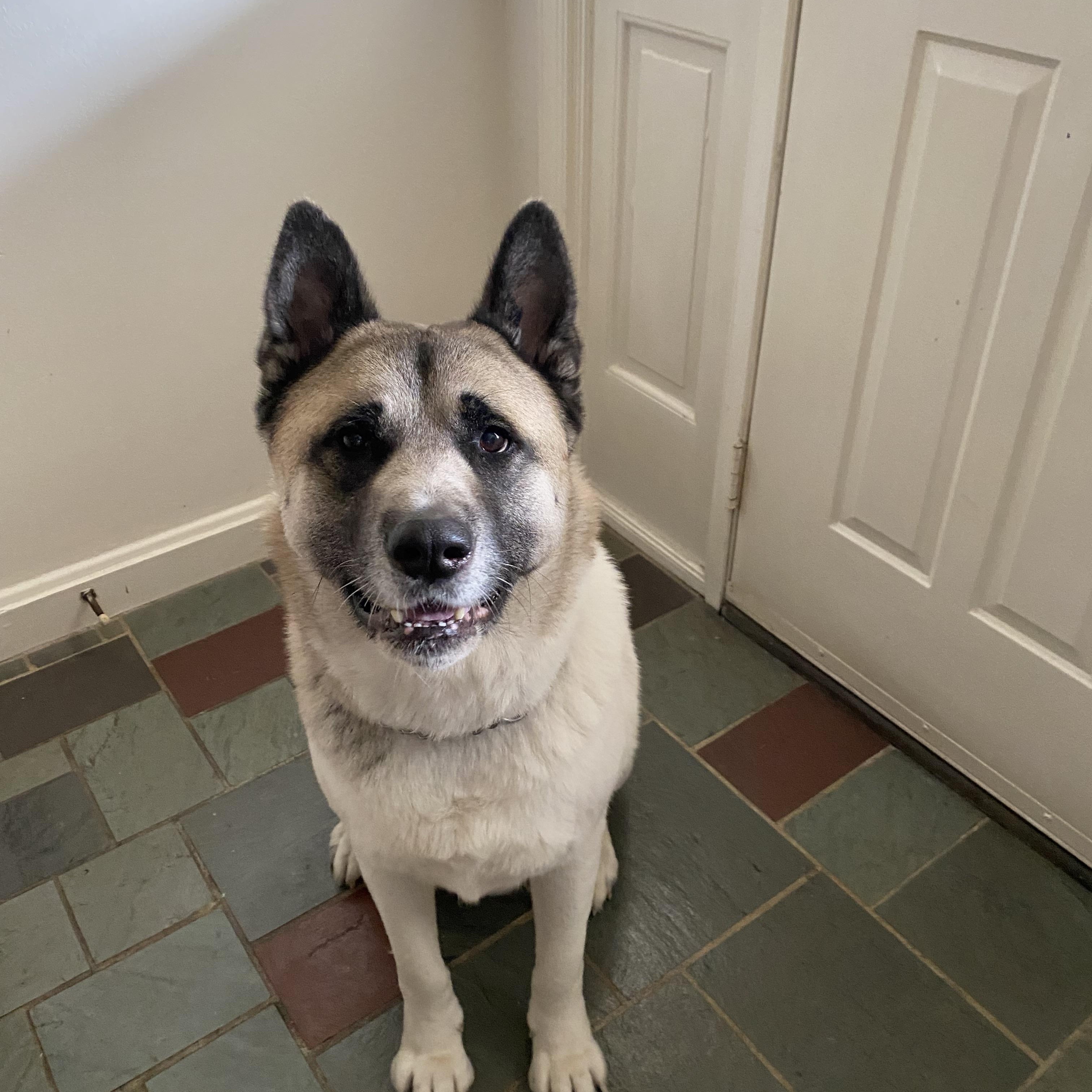 Luka, Senior Male unknown