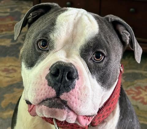 Buster Brown, adopted, Adult Male American Bully.