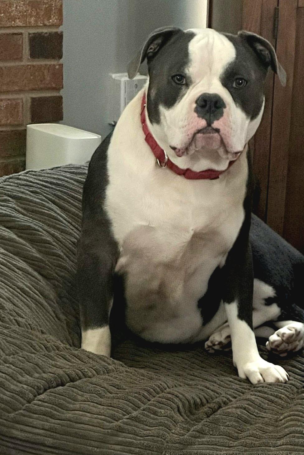 Buster Brown, an adopted mixed breed in Charlotte, NC image 2/5