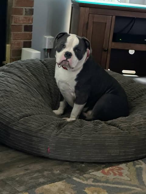 Buster Brown, an adopted mixed breed in Charlotte, NC image 4/5