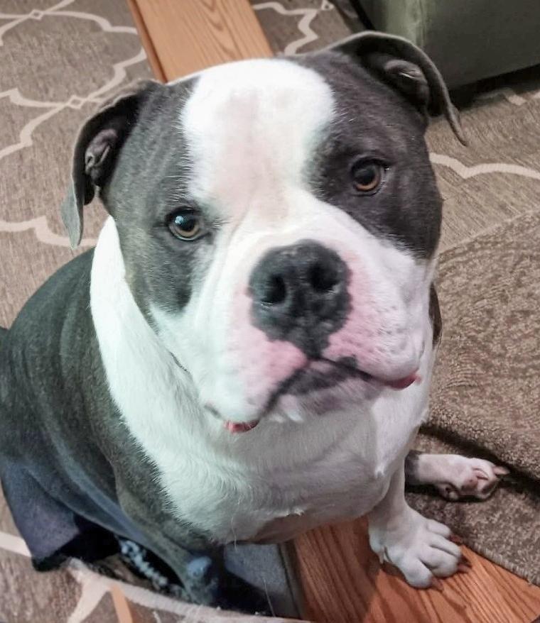 Buster Brown, an adopted mixed breed in Charlotte, NC image 3/5