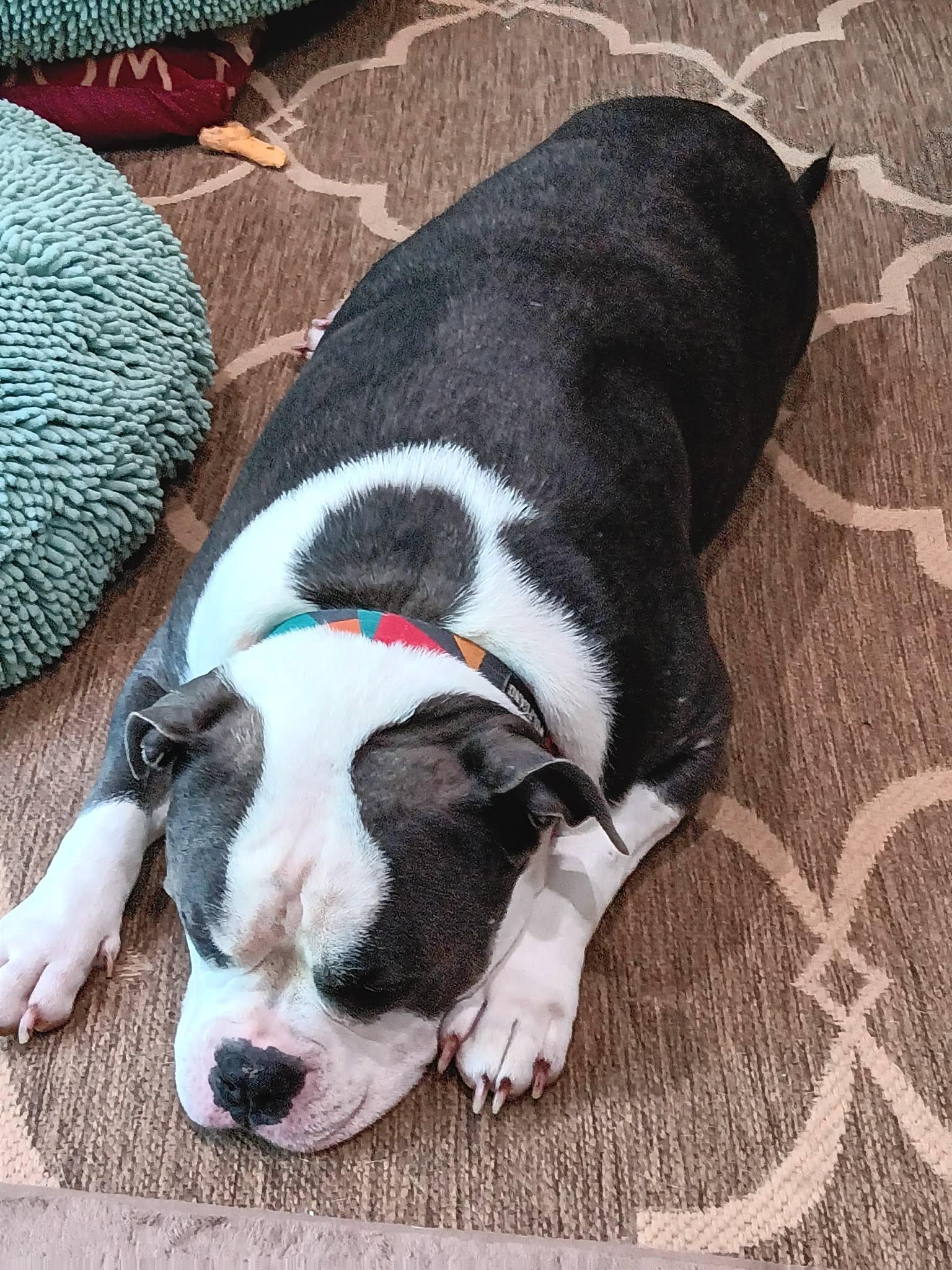 Buster Brown, an adopted mixed breed in Charlotte, NC image 5/5