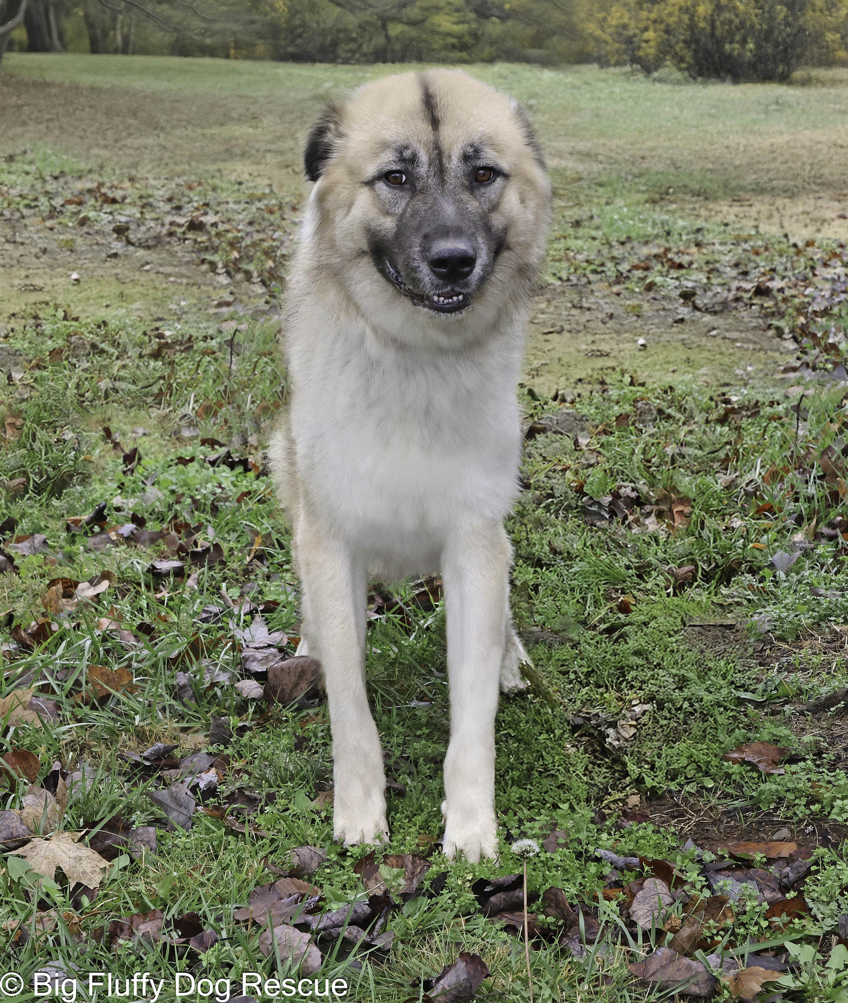 Calvin — thumbnail 3