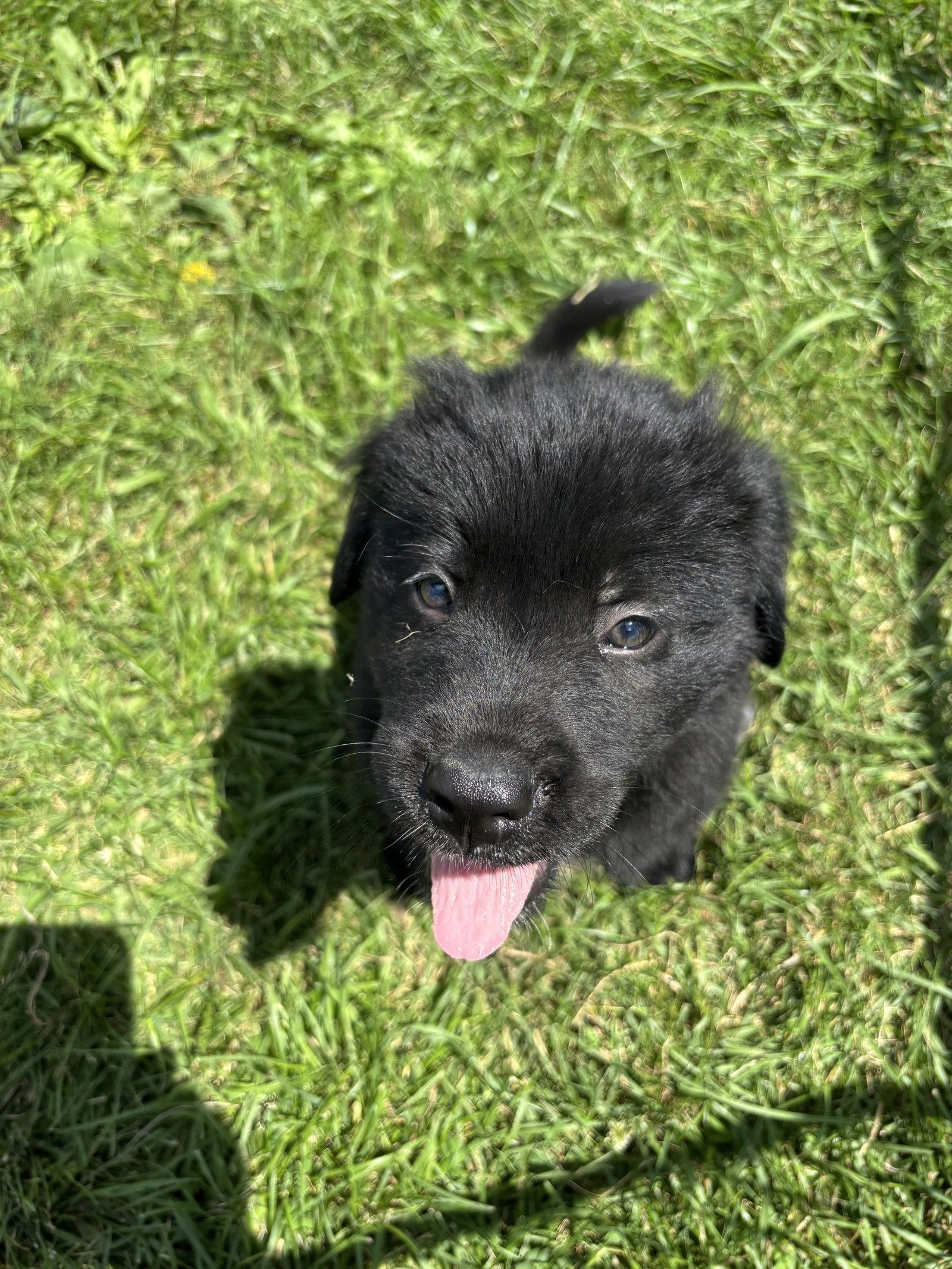 Todd, a Adopted mixed breed in London, ON image 1/3