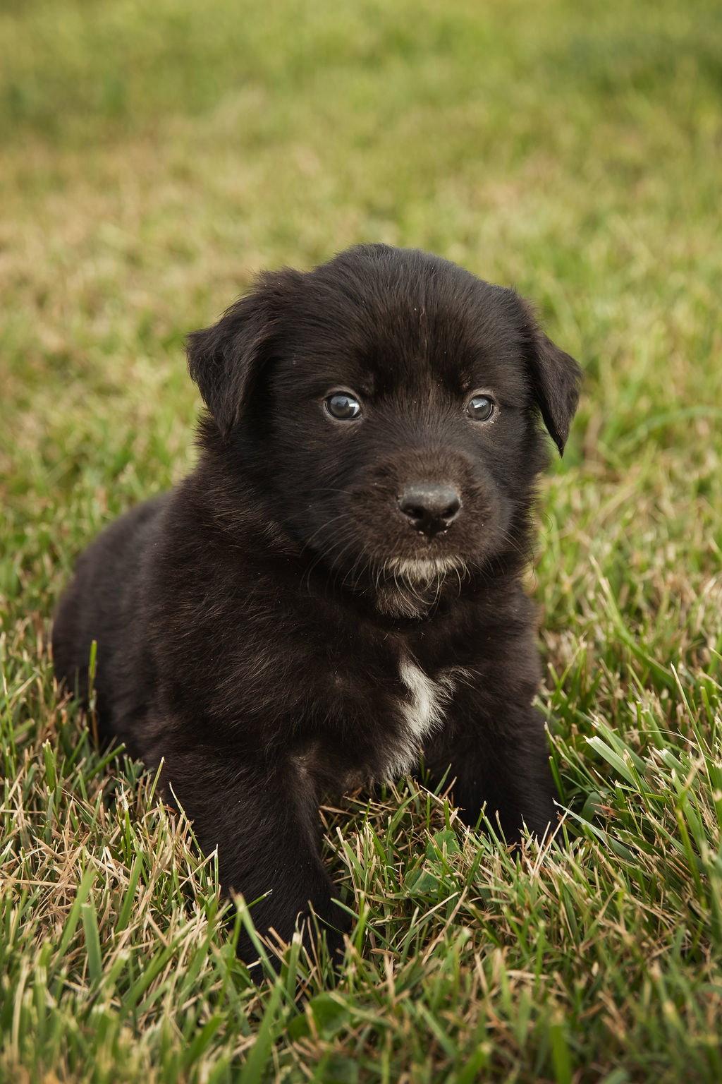 Todd, a Adopted mixed breed in London, ON image 2/3