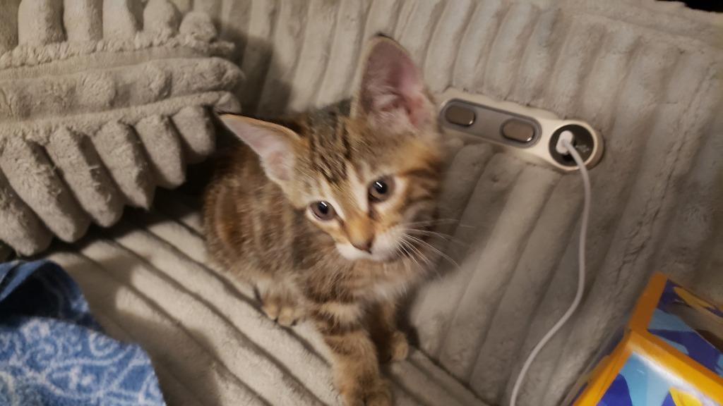 Clara, Adoptable, Kitten Female Domestic Short Hair.