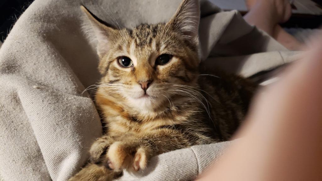 Enlarge Clara, a Adoptable mixed breed in Merriam, KS image 2/3