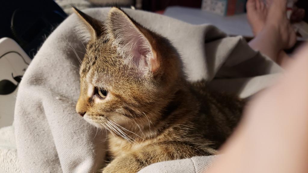 Enlarge Clara, a Adoptable mixed breed in Merriam, KS image 3/3