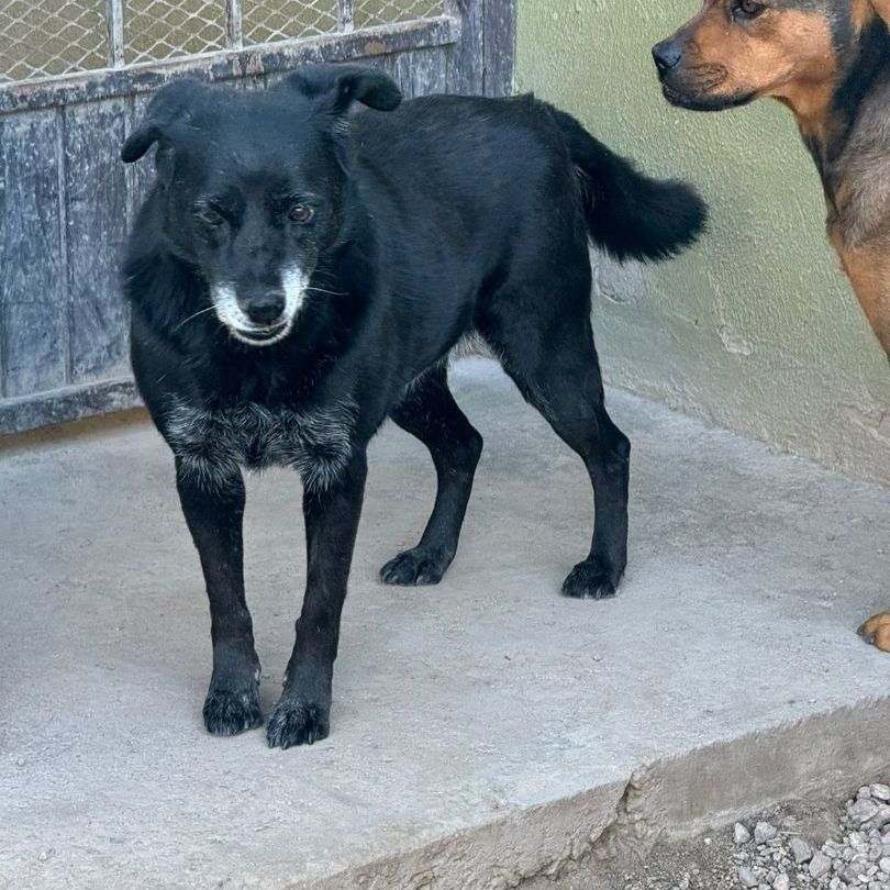 Enlarge Macumba, a Adoptable Black Labrador Retriever in Nogales , AZ image 1/4