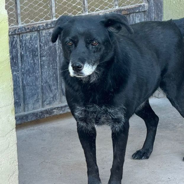 Enlarge Macumba, a Adoptable Black Labrador Retriever in Nogales , AZ image 2/4