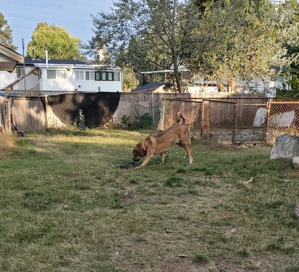 George, Adoptable, Adult Male Caucasian Sheepdog / Caucasian Ovtcharka.