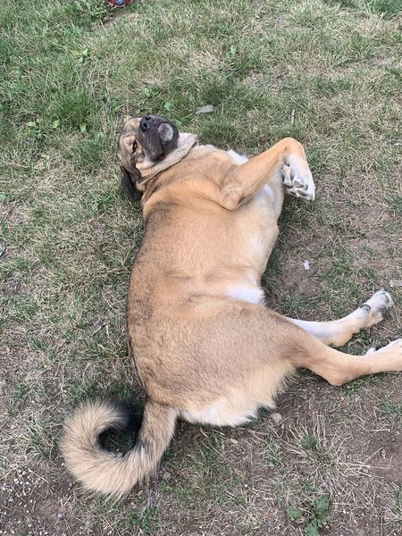 George, a Adoptable mixed breed in Surrey, BC image 2/6