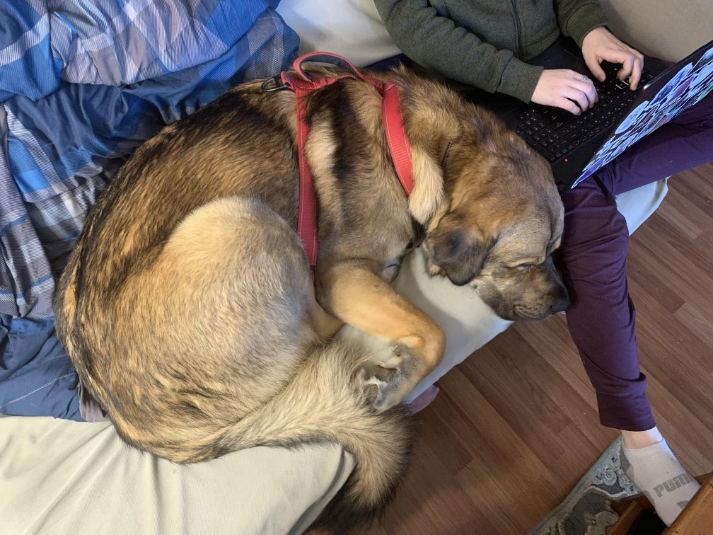 George, a Adoptable mixed breed in Surrey, BC image 4/6