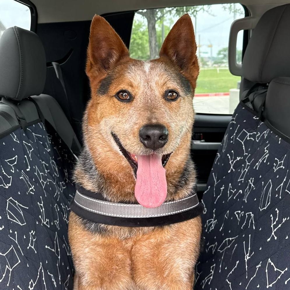 *Obi-Wan, Adult Male Australian Cattle Dog / Blue Heeler
