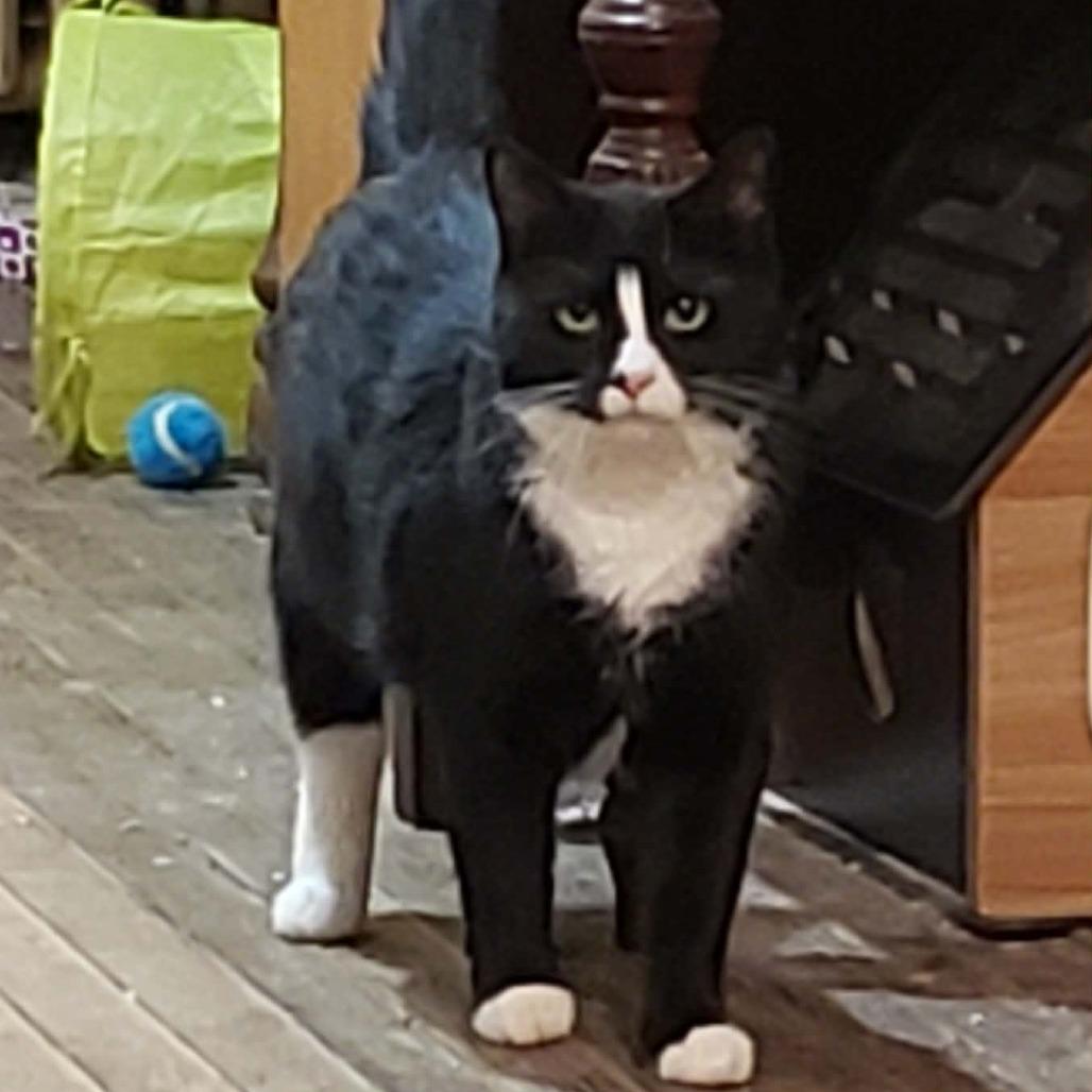 Enlarge Tot, a Adoptable Domestic Short Hair in Johnstown, PA image 1/2