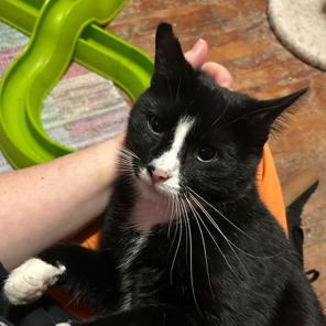 Tot, Adoptable, Adult Male Domestic Short Hair.