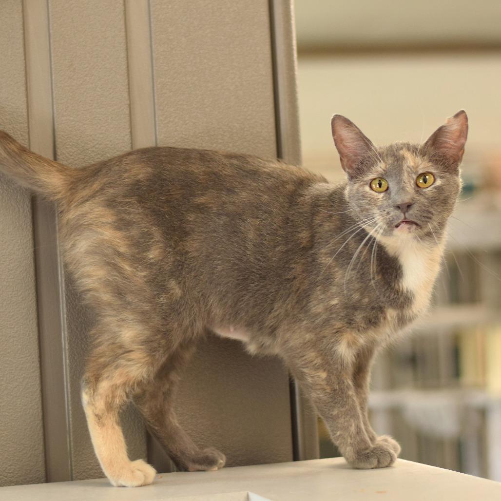 Belle, Adoptable, Adult Female Domestic Short Hair.