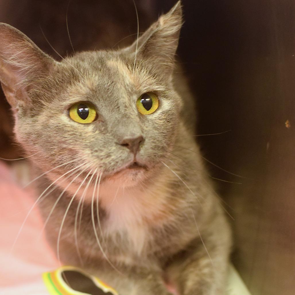 Enlarge Belle, a Adoptable Domestic Short Hair in Belleville, IL image 2/5
