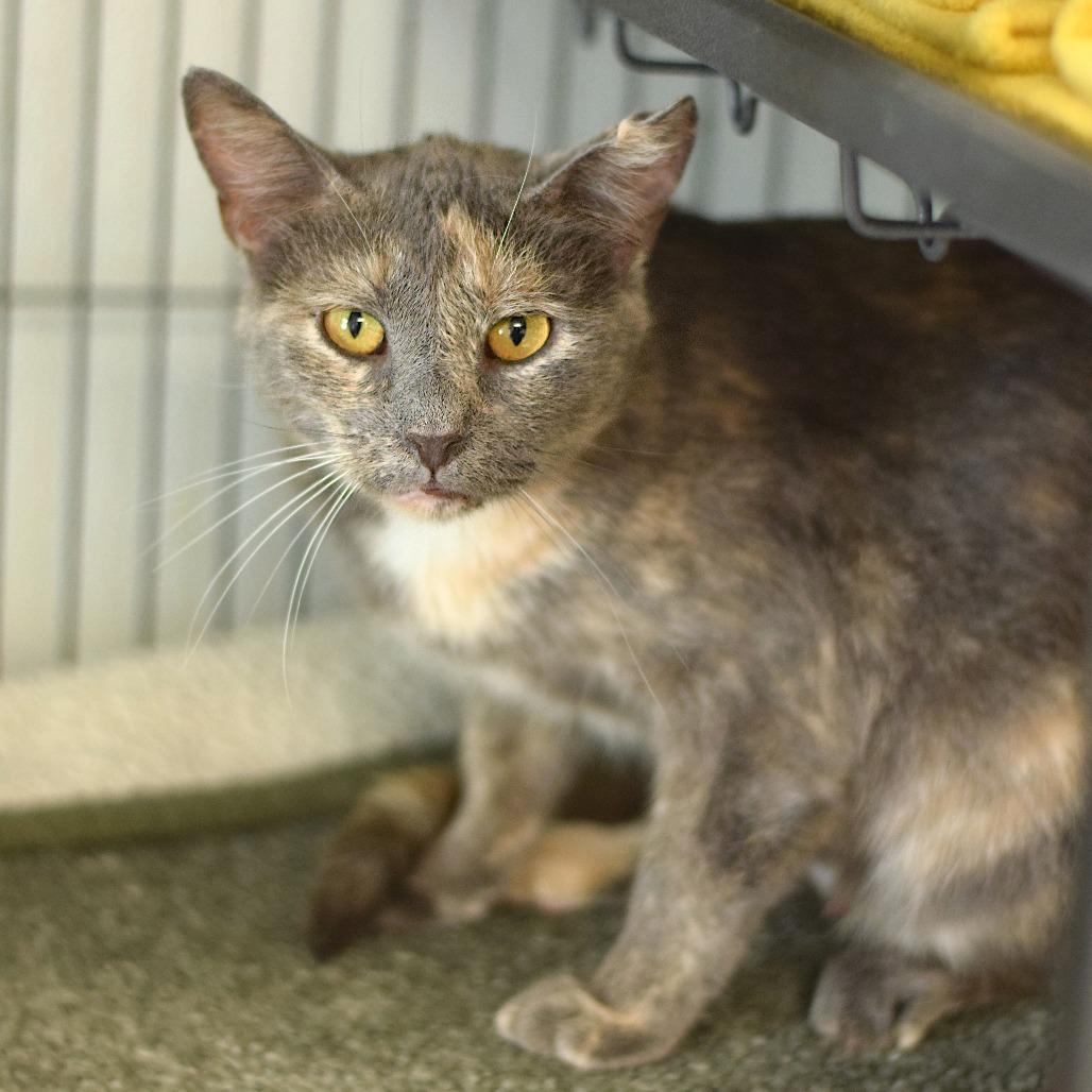 Enlarge Belle, a Adoptable Domestic Short Hair in Belleville, IL image 3/5