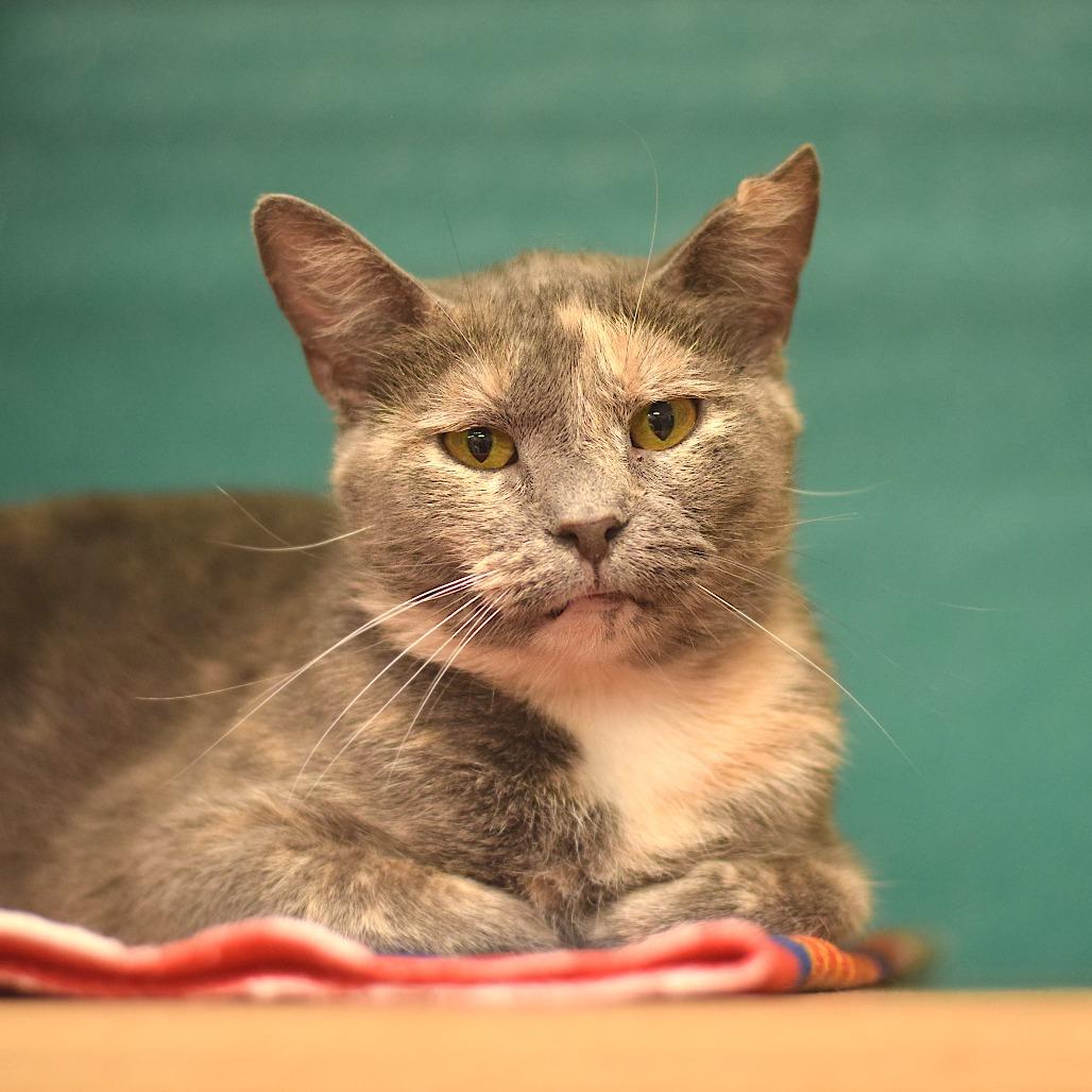 Enlarge Belle, a Adoptable Domestic Short Hair in Belleville, IL image 4/5