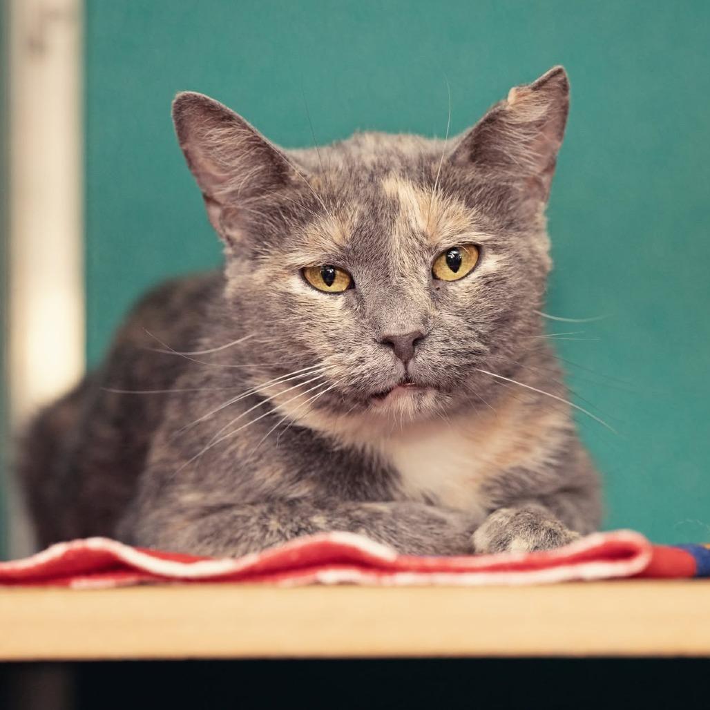 Enlarge Belle, a Adoptable Domestic Short Hair in Belleville, IL image 5/5