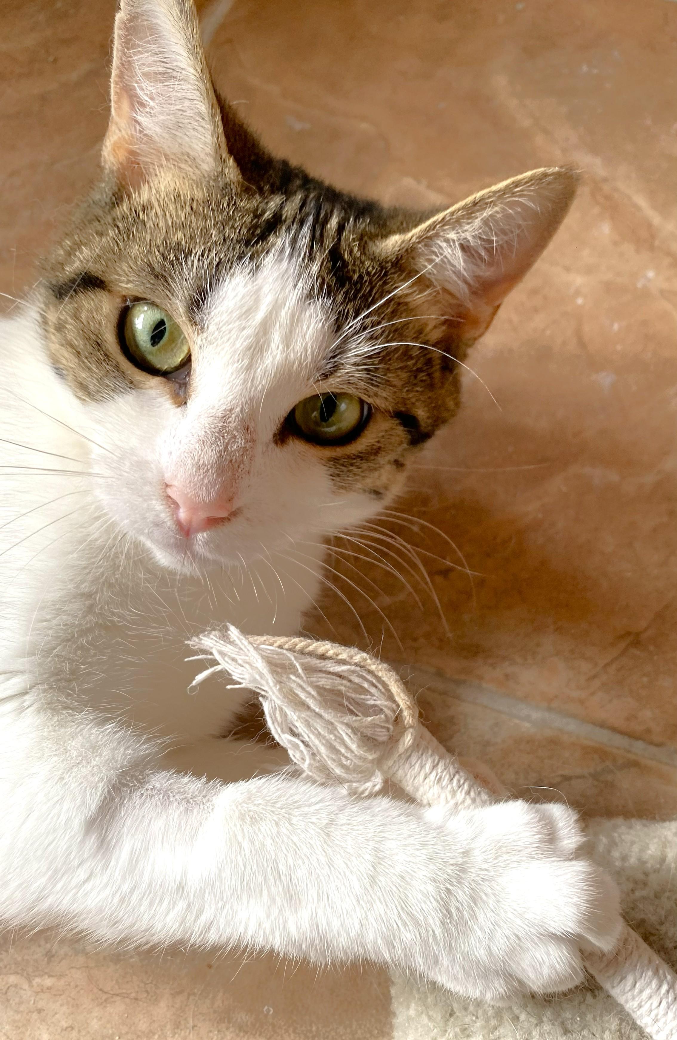 Enlarge Suzie, a ADOPTABLE mixed breed in Chertsey, QC image 6/6