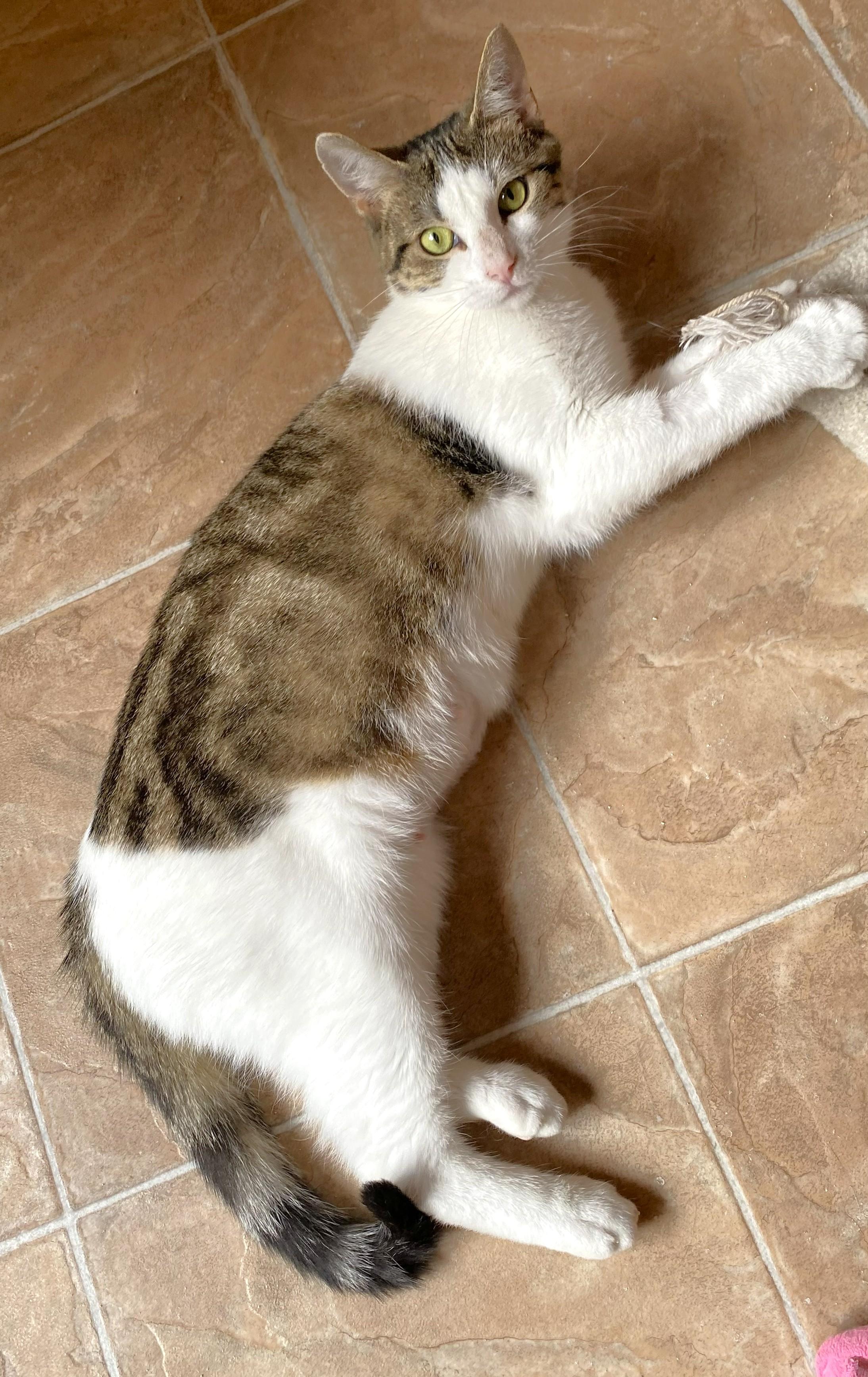 Enlarge Suzie, a ADOPTABLE mixed breed in Chertsey, QC image 5/6