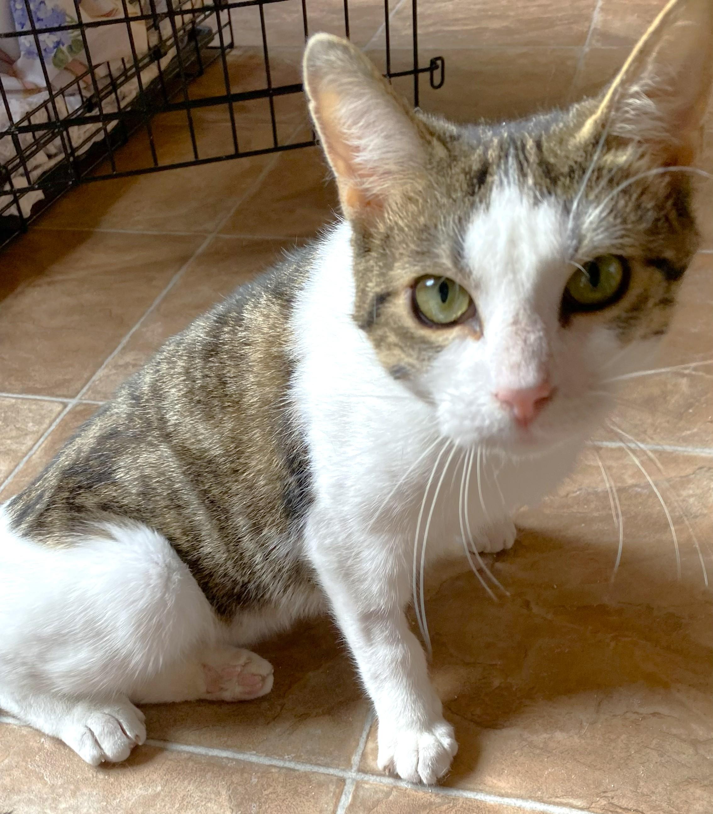 Enlarge Suzie, a ADOPTABLE mixed breed in Chertsey, QC image 3/6